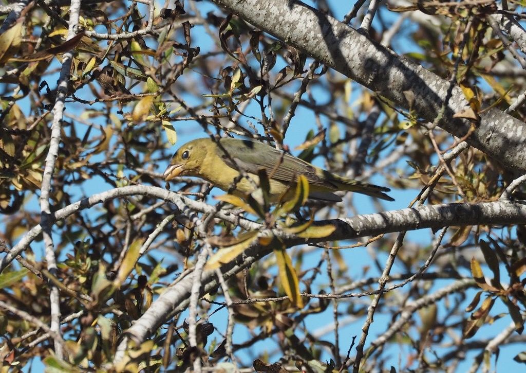 Scarlet Tanager, Piranga olivacea by J. Maughn is licensed under CC BY-NC 2.0.